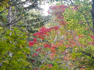 カエデ類が、赤色や黄色に紅葉しています。