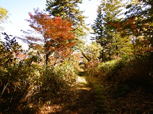 紅葉が進み、葉が落ち始めている木もありました。
