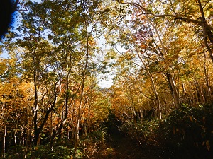 カンバ類が多い場所は、黄色に紅葉しています