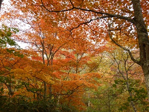 カエデ類が紅葉しています