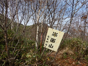 半面山からは、芦別岳山頂が見えてきます。