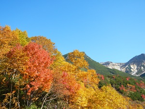 十勝岳温泉駐車場では、紅葉が見頃を迎えています。