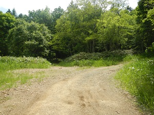 富良野西岳の分岐点