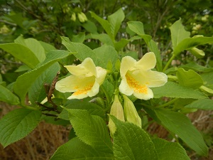 ウコンウツギの花