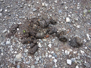 ヒグマの糞