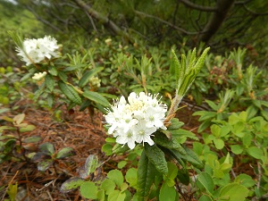 咲き始めたイソツツジの花