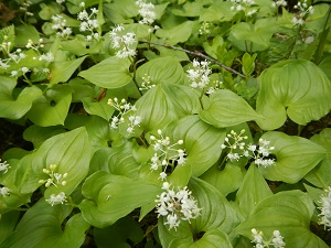 咲き始めたマイヅルソウの花