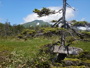 雪渓残る富良野岳