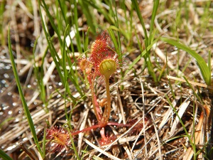 食虫植物のモウセンゴケ