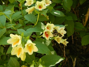 ウコンウツギの花を採蜜するマルハナバチの様子
