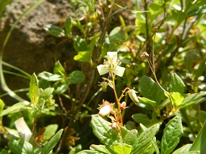 ミヤマホツツジの花