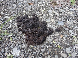 クマの糞