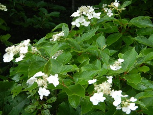見頃を迎えたノリウツギの花