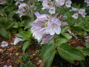 イワブクロの花