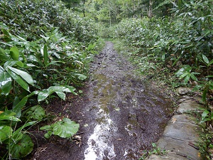 雨でぬかるんだ原始ヶ原歩道