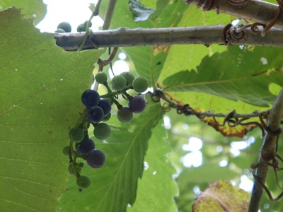 ヤマブドウの果実