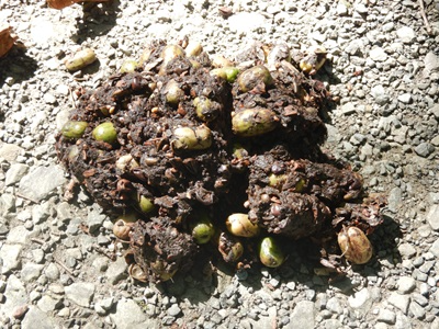 林道上で見かけたクマの糞