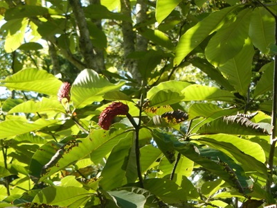 ホオノキの果実