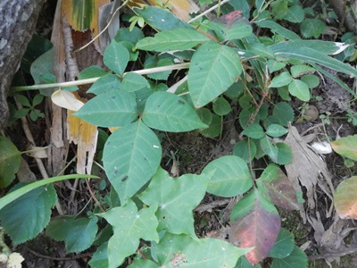 歩道上のウルシの様子