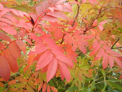 紅葉が美しいウラジロナナカマド