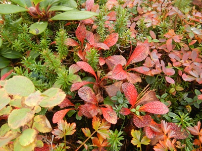 ウラシマツツジ