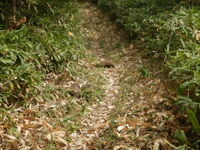 登山整備が行われた歩道の様子