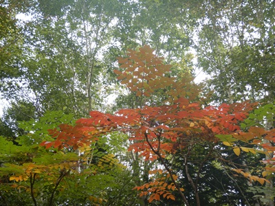 紅葉したタラノキ