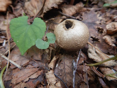 頂部に開いた小孔のみられるホコリタケ