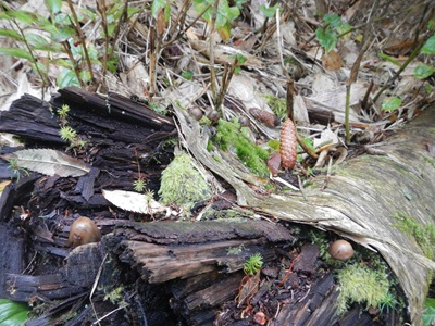 エゾマツの松ぼっくり