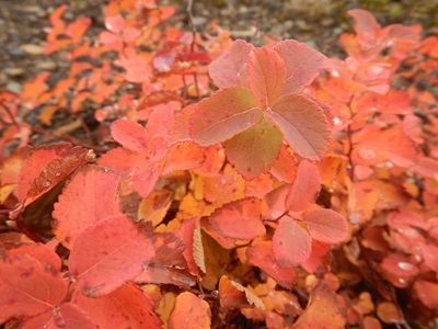 鮮やかに紅葉したマルバシモツケ