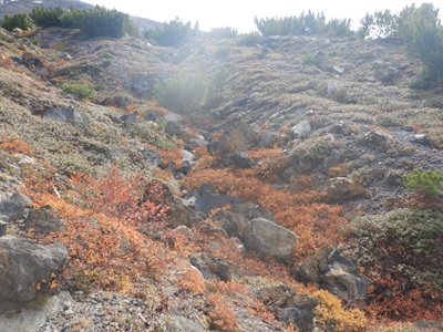 マルバシモツケなどの草紅葉の様子