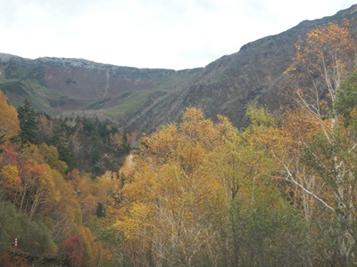 ダケカンバの黄葉の様子