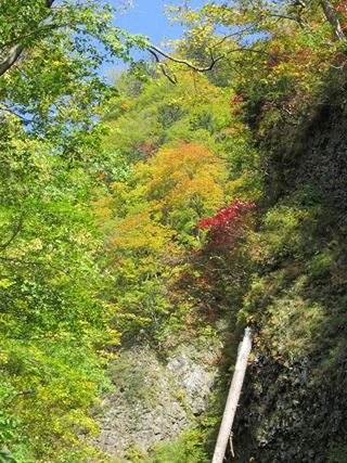 定山渓の木々の紅葉