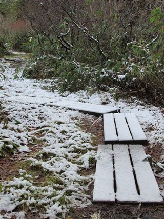 木道の上にうっすら雪が積もっています