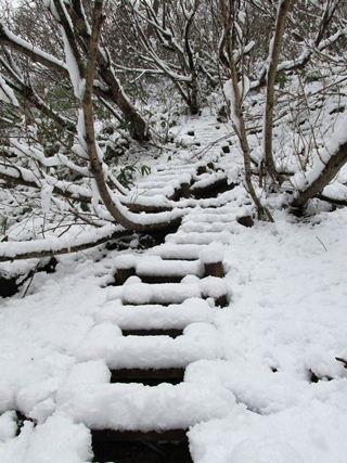梯子の積雪