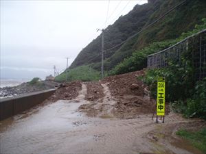 早春、ブナ保護林の芽吹き