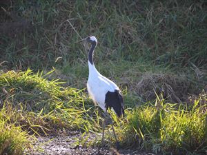 鶴居村の鳥でもあるタンチョウ