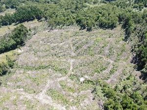 風倒被害地の再生状況