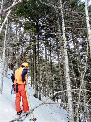 スキーを履いて森林調査