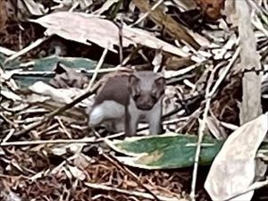 防風林で見かけたイイズナ