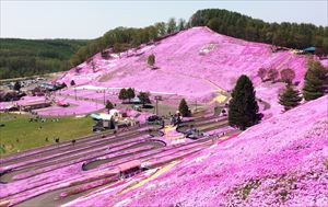 東藻琴芝桜公園