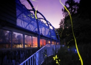 沼田町：ほたるの里