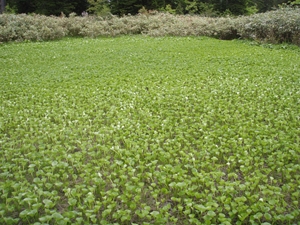 イワイチョウ群落6月開花前