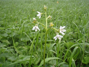 イワイチョウ7月開花