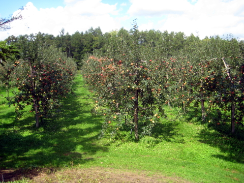 9月下旬から10月中旬に収穫されるりんご園