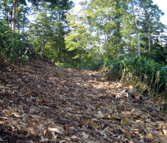 深川森林事務所部内471林班ろ小班の地拵え箇所。9月29日にトドマツの植え込みを待っているところです。1
