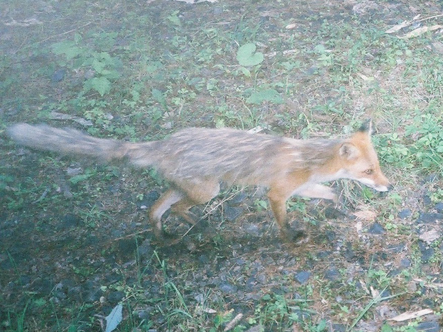 キタキツネ_2012