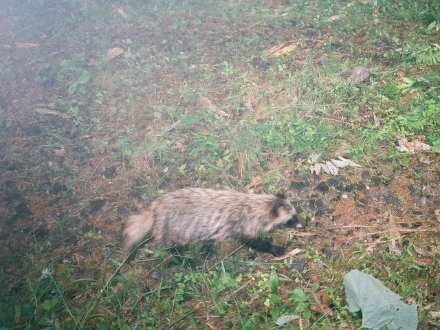エゾタヌキ_2012