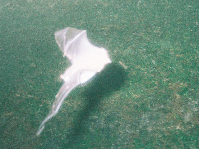 コウモリ_2012