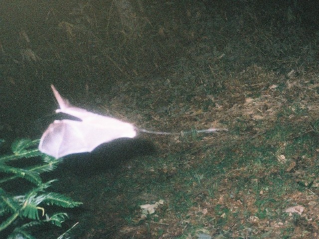25コウモリ640